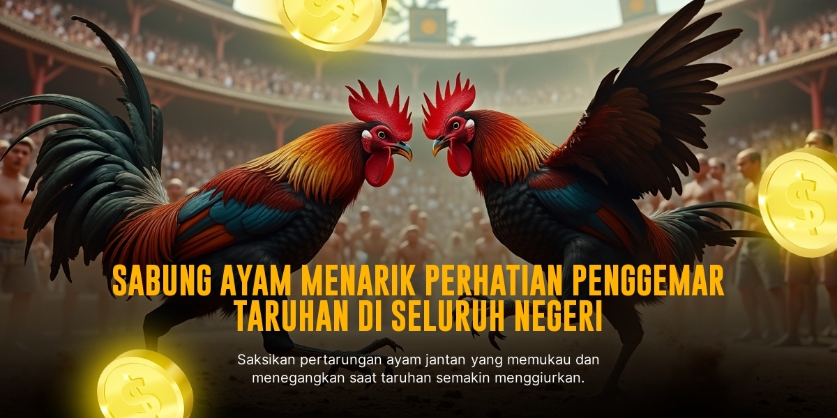 Mengenal Ayam Bangkok, Raja Sabung Ayam Online